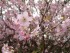 Klasifikasi Bunga Sakura