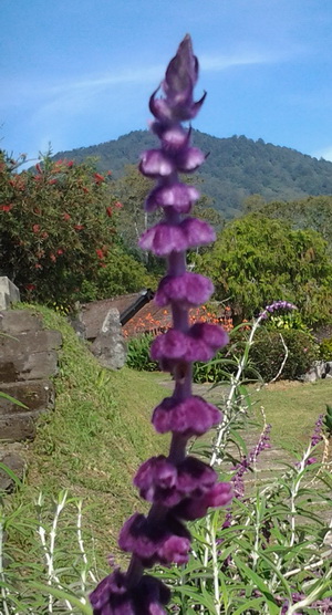 manfaat bunga lavender