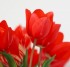 Sejarah Bunga Tulip